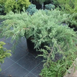Можжевельник обыкновенный Гольдшатц (Juniperus communis 'Gold Schatz')