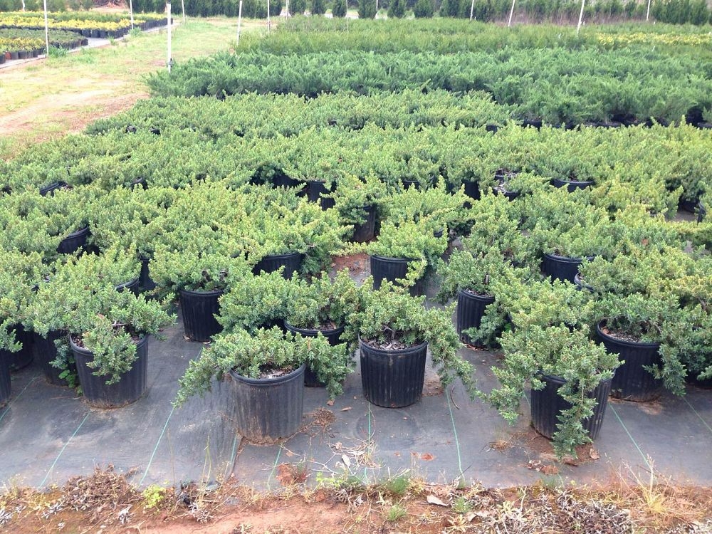 Можжевельник прибрежный Блю Пацифик (Juniperus conferta 'Blue Pacific')