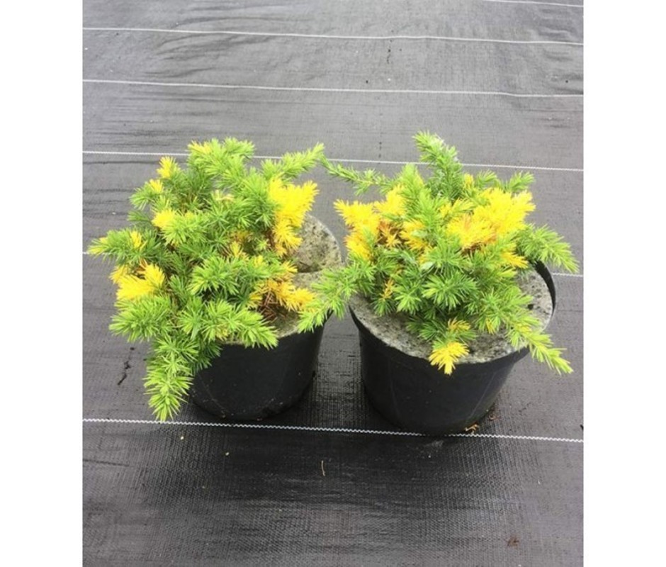Можжевельник прибрежный Голден Вингс (Juniperus conferta 'Golden Wings')