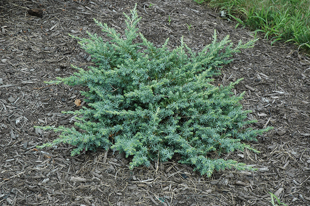 Можжевельник прибрежный Сильвер Мист (Juniperus conferta 'Silver Mist')