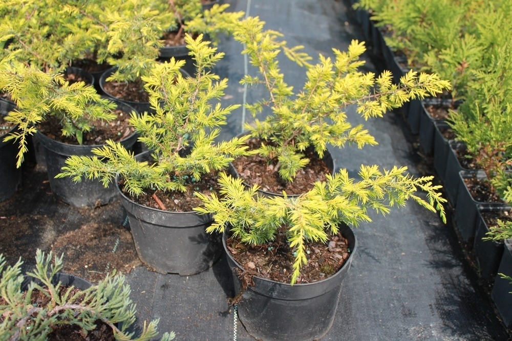 Можжевельник обыкновенный Депресса Ауреа (Juniperus communis 'Depressa Aurea')