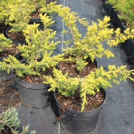 Можжевельник обыкновенный Депресса Ауреа (Juniperus communis 'Depressa Aurea')