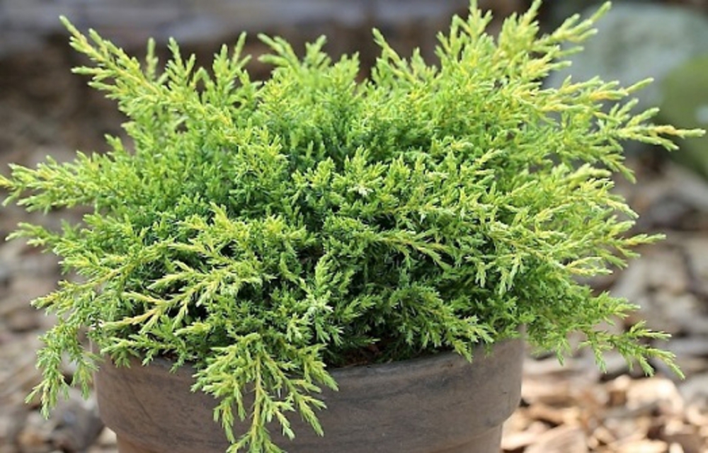 Можжевельник китайский Добс Фростед (Juniperus chinensis 'Daub\'s Frosted')
