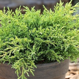 Можжевельник китайский Добс Фростед (Juniperus chinensis 'Daub\'s Frosted')