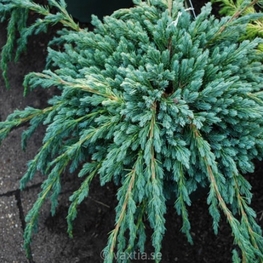 Можжевельник чешуйчатый Блю Спайдер (Juniperus squamata 'Blue Spider')