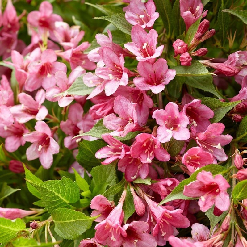Вейгела Пикобелла Роза (Weigela 'Picobella Rosa')