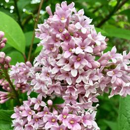 Сирень венгерская Джесика (Syringa josikaea 'Jessica')