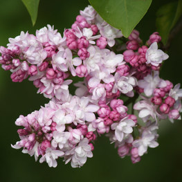 Сирень обыкновенная Бель де Нанси (Syringa vulgaris 'Belle de Nancy')