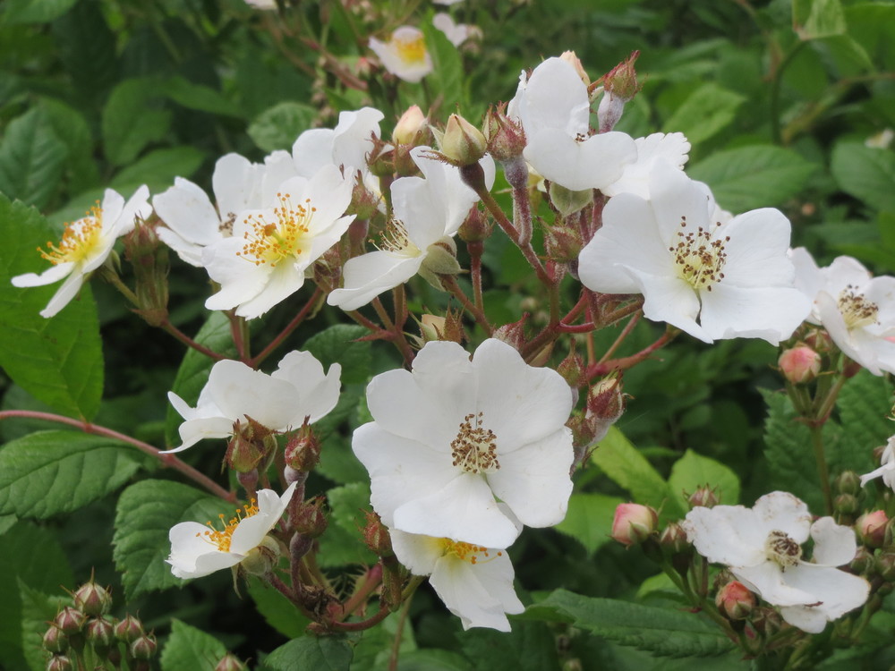 Роза многоцветковая (Rosa multiflora)