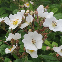 Роза многоцветковая (Rosa multiflora)