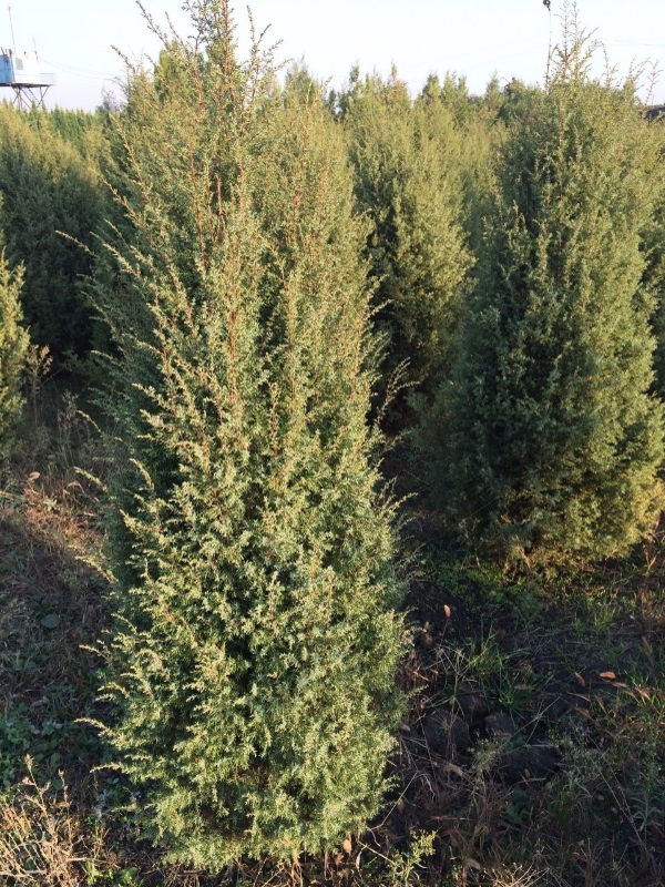 Можжевельник обыкновенный (Juniperus communis)
