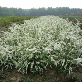 Спирея серая (Spiraea x cinerea)