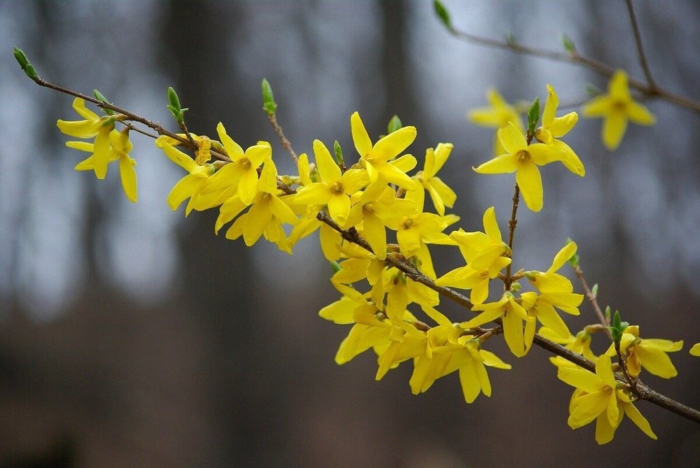 Форзиция (Forsythia)
