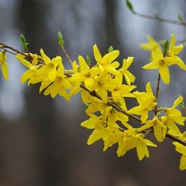Форзиция (Forsythia)