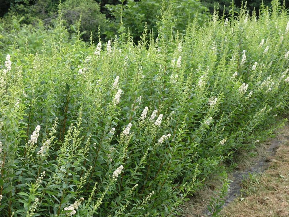 Спирея иволистная Альба (Spiraea salicifolia 'Alba')