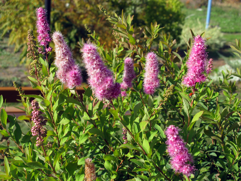 Спирея иволистная Рубра (Spiraea salicifolia 'Rubra')