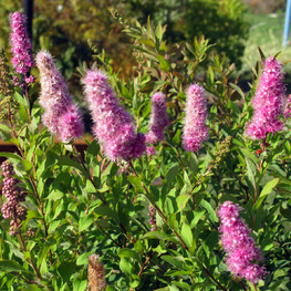 Спирея иволистная Рубра (Spiraea salicifolia 'Rubra')