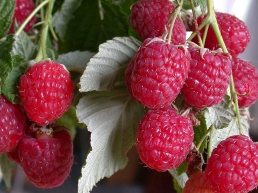 Малина Таруса (Rubus idaeus 'Tarusa')