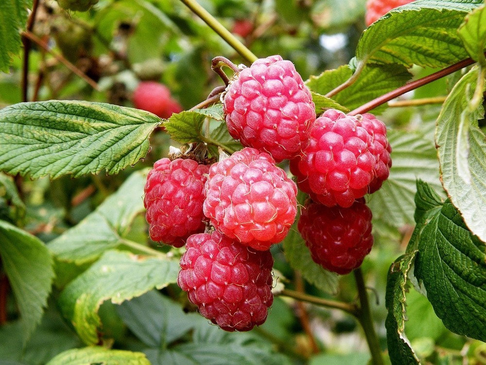 Малина Глен Ампл (Rubus idaeus 'Glen Ample')