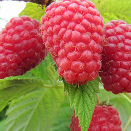 Малина ремонтантная Полана (Rubus idaeus 'Polana')