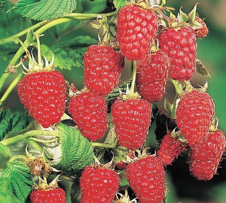 Малина ремонтантная Карамелька (Rubus idaeus 'Karamelka')