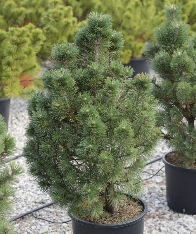 Сосна горная Колумбо (Pinus mugo 'Columbo')