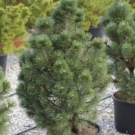 Сосна горная Колумбо (Pinus mugo 'Columbo')