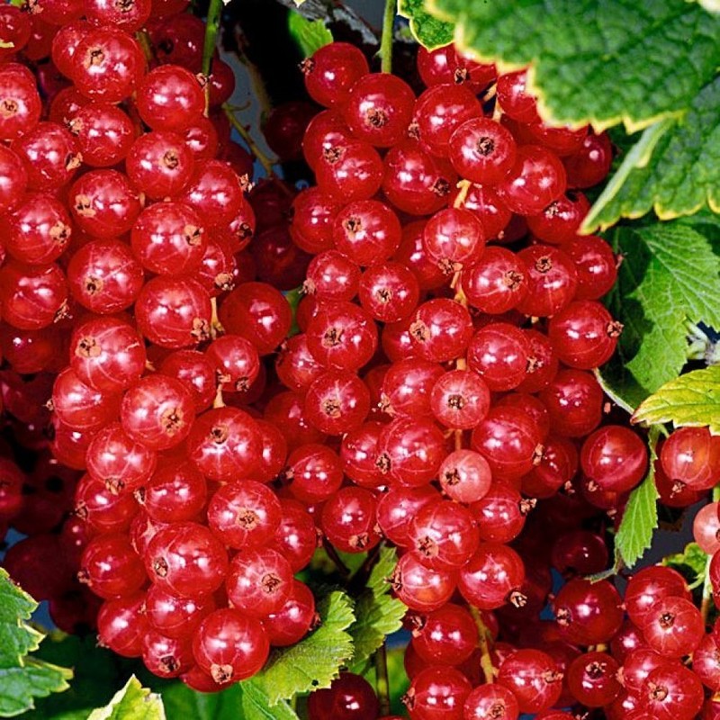 Смородина красная Йонкер ван Тетс (Ribes rubrum 'Jonkheer van Tets')