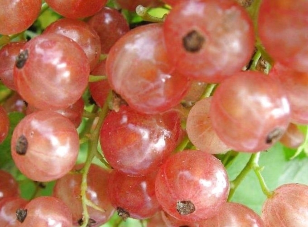 Смородина красная Прыгажуня (Ribes rubrum 'Prygazhunja')