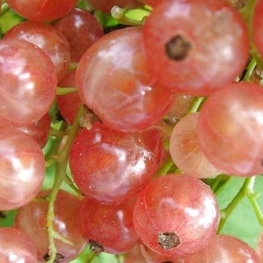 Смородина красная Прыгажуня (Ribes rubrum 'Prygazhunja')