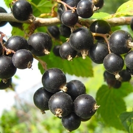 Смородина черная Ажурная (Ribes nigrum 'Azhurnaya')