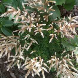 Волжанка кокорышелистная (Aruncus aethusifolius)