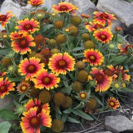 Гайлардия Аризона Сан (Gaillardia 'Arizona Sun')
