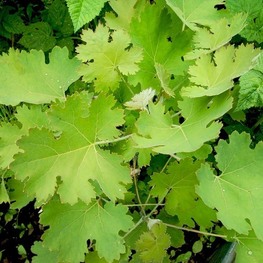 Маклея сердцевидная (Macleaya cordata)