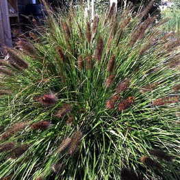 Перистощетинник Блэк Бьюти (Pennisetum alopecuroides 'Black Beauty')