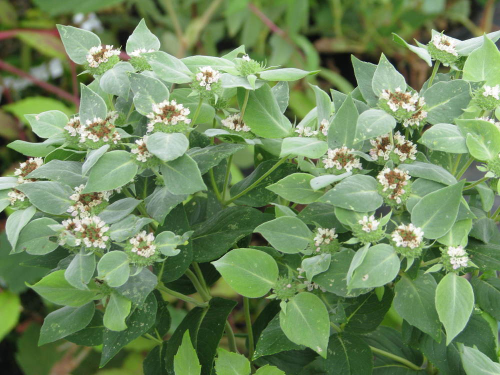Пикнантемум извилистый (Pycnanthemum flexuosum) (Горная мята)