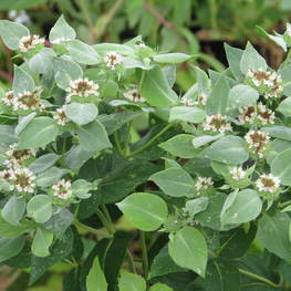 Пикнантемум извилистый (Pycnanthemum flexuosum) (Горная мята)