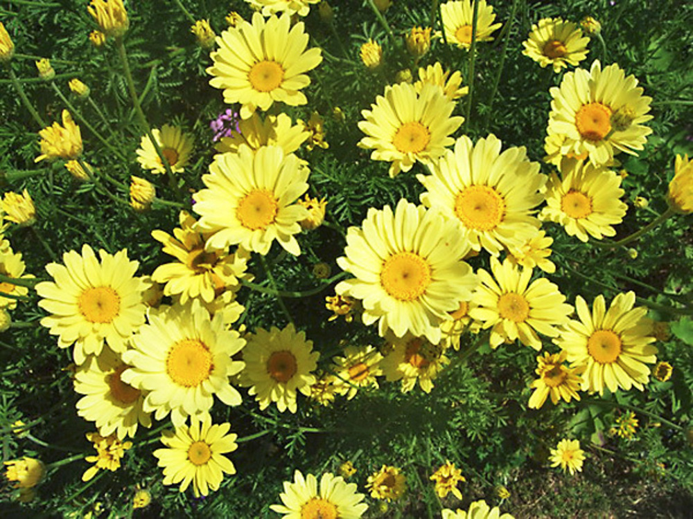 Пупавка гибридная Э. С. Бакстон (Anthemis 'E.C. Buxton')