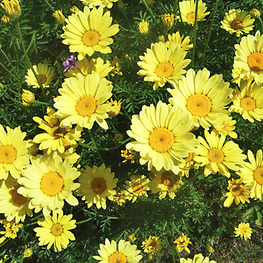 Пупавка гибридная Э. С. Бакстон (Anthemis 'E.C. Buxton')