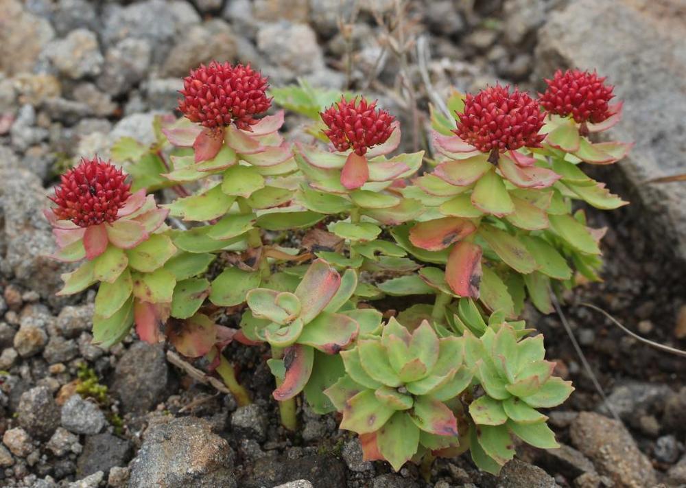 Родиола розовая (Rhodiola rosea)