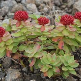 Родиола розовая (Rhodiola rosea)