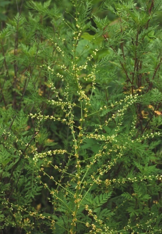 Спаржа шобериевидная (Asparagus schoberioides)