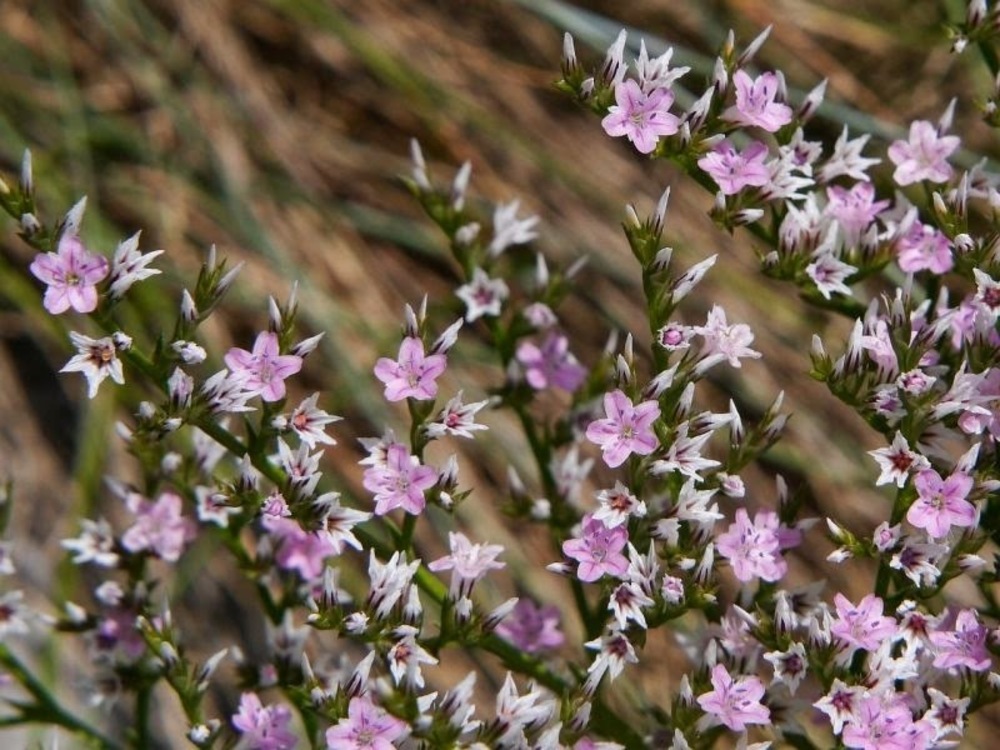 Углостебельник татарский (Goniolimon tataricum)