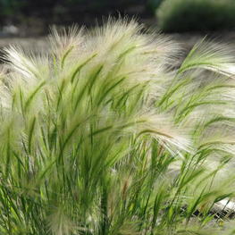 Ячмень гривастый (Hordeum jubatum)