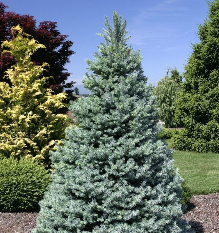 Ель колючая (Picea pungens) (серебристая)