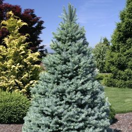 Ель колючая (Picea pungens) (серебристая)