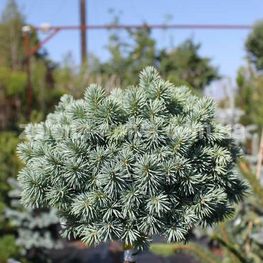 Ель голубая Глаука Компакта (Picea pungens 'Glauca Compacta')