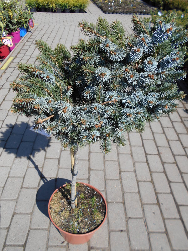 Ель ситхинская Сильберцверг (Picea sitchensis 'Silberzwerg')