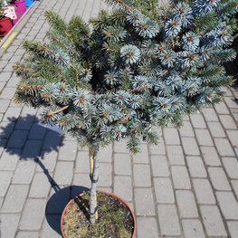 Ель ситхинская Сильберцверг (Picea sitchensis 'Silberzwerg')