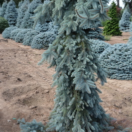 Ель голубая Зе Блюз (Picea pungens 'The Blues')